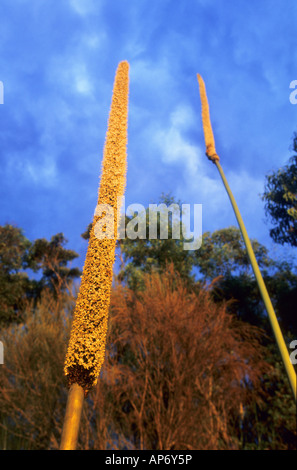 Alberi di erba Xanthorrhoea australis in fiore nel Royal National Park in Australia Foto Stock