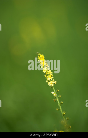 Agrimony agrimonia eupatoria flower spike da strada NORFOLK REGNO UNITO Settembre Foto Stock