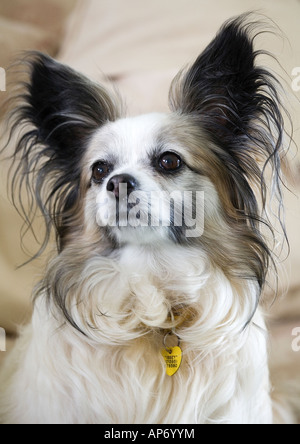 Brown & White Papillon cane seduto sul divano bianco. Butterfly cane chiamato 'Izzy' Foto Stock