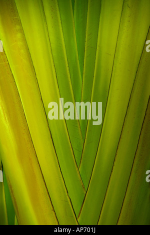 Banana a forma di albero di foglie alla base della pianta Foto Stock