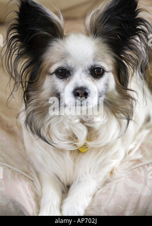 Brown & White Papillon cane seduto sul divano bianco. Butterfly cane chiamato 'Izzy' Foto Stock