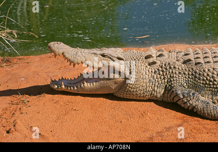 Pacifico del Sud Australia OUTBACK un coccodrillo di acqua salata sulla sponda di un billabong in Australia Occidentale Foto Stock