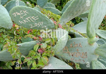 Cactus in Protaras sull'isola del Mediterraneo orientale di Cipro UE dove i turisti hanno scolpito i loro nomi Foto Stock