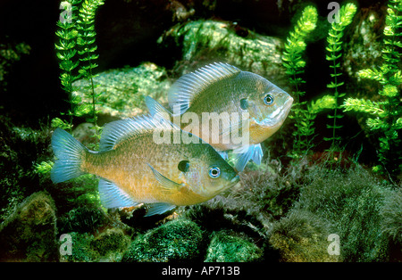 Bluegill in stagno d'acqua dolce - Lepomis macrochirus Foto Stock