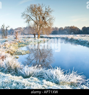 Alba sul fiume Wey nel prato vicino a Newark Priory Pyrford Surrey in Inghilterra REGNO UNITO Foto Stock