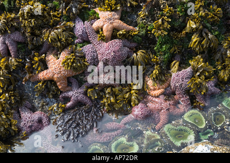 Stelle marine ochre Pisaster ochraceus in piscina con anemone verde gigante Anthopleura xanthogrammica Halfmoon Bay British Columbia Canada Foto Stock