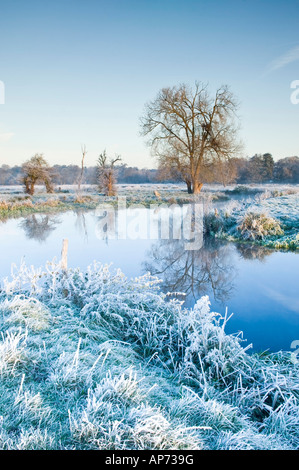 Alba sul fiume Wey nel prato vicino a Newark Priory Pyrford Surrey in Inghilterra REGNO UNITO Foto Stock