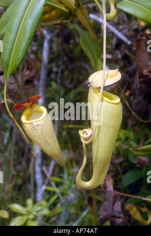 Brocca carnivore piante, Palmarium Riserva Privata, Lago Ampitabe, Pangalanes, Est del Madagascar Foto Stock