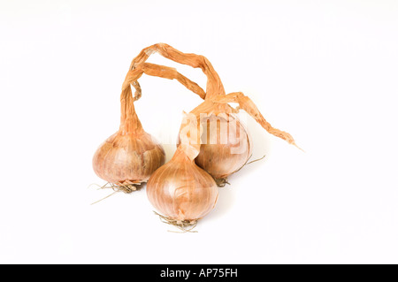 Giardino di scalogni pronti per la semina del Regno Unito Foto Stock