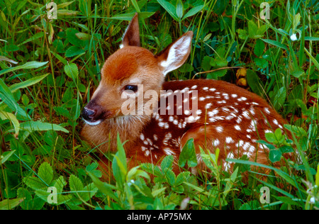 4 settimana fa White Tailed Deer Fawn giacente in erba Foto Stock