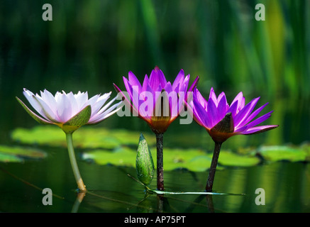 Tre ninfee in uno stagno Foto Stock