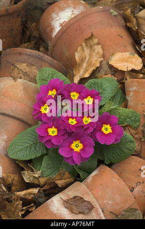 Primule tra vasi di terracotta in un angolo di una molla garden REGNO UNITO Foto Stock