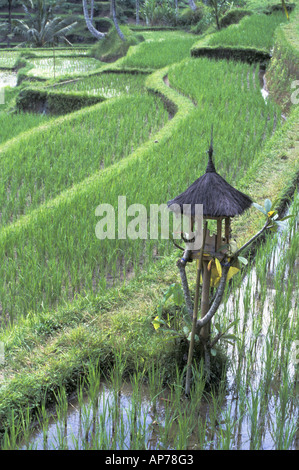 La coltivazione del riso sulle terrazze e Santuario - Bali Foto Stock