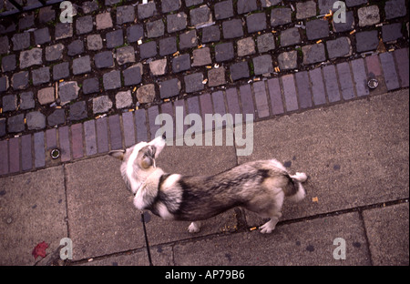 Cane in Camden London Regno Unito Foto Stock