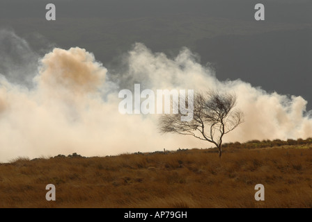 Gorse Burning Conwy Valley Foto Stock