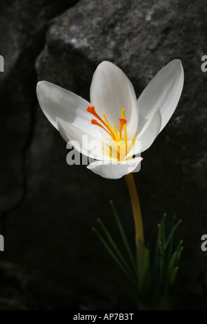 Il croco d'autunno Crocus boryi Foto Stock