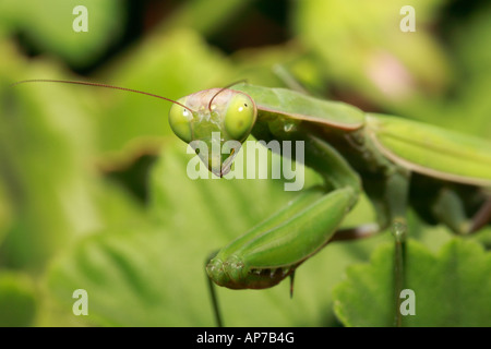 Pregando Mantid mantide religiosa su Pelargonium Mantidae Foto Stock