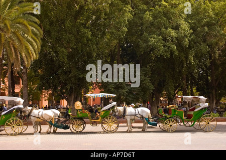 Tipica marocchina verde Carrozze con cavalli bianchi in attesa di clienti in Djemaa el Fna piazza principale di Marrakech marocco Foto Stock