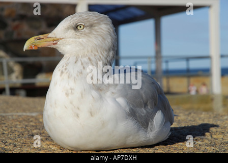 Giovani Gabbiano seduta su un seawall in St Ives in Cornovaglia in una giornata di sole close up Foto Stock