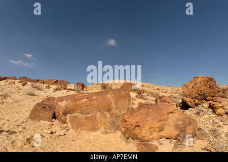 Israele deserto del Negev pietrificato di alberi in un grande cratere Foto Stock