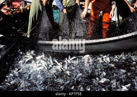 La pesca delle aringhe nella Baia di Fundy Foto Stock