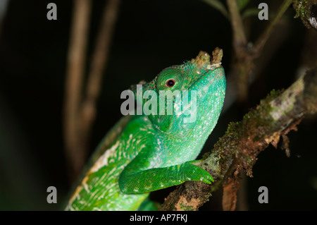 Parson's camaleonte, Calumma parsonii, Analamazaotra riserva speciale, Andasibe-Mantadia Parco nazionale del Madagascar Foto Stock