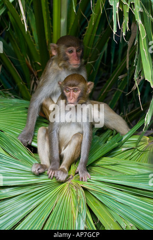 O di Guangxi Macaca Mulatta Monkey Monkey Island Isola di Hainan in Cina Foto Stock