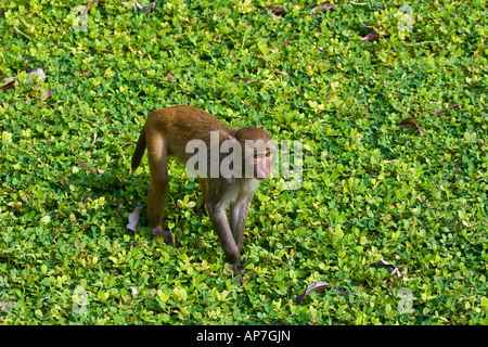 O di Guangxi Macaca Mulatta Monkey Monkey Island Isola di Hainan in Cina Foto Stock