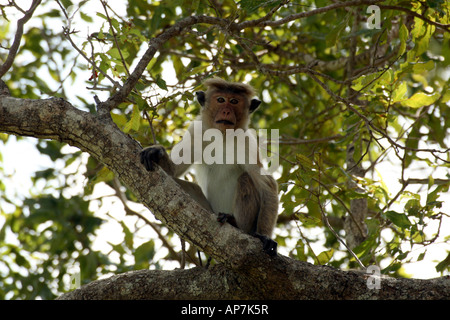 Cappello da Cuoco di colore rosso o rosso di fronte macaco scimmia del Vecchio Mondo, Uda Walawe National Park, Sri Lanka, seduti nella struttura ad albero Foto Stock