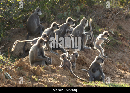 Grigio langurs, aka sacro, Indiano o Hanuman langurs sono scimmie del Vecchio Mondo nativo per il subcontinente indiano Bundala National Park, Sri Lanka Foto Stock