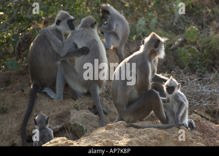 Grigio langurs, aka sacro, Indiano o Hanuman langurs sono scimmie del Vecchio Mondo nativo per il subcontinente indiano Bundala National Park, Sri Lanka Foto Stock