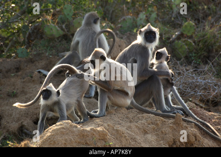 Grigio langurs, aka sacro, Indiano o Hanuman langurs sono scimmie del Vecchio Mondo nativo per il subcontinente indiano Bundala National Park, Sri Lanka Foto Stock