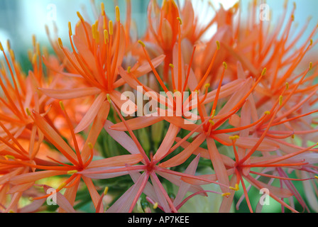 Arancia pesca stabilimento colorati con piccole a forma di stella fiori disposti in una sfera o moda circolare Foto Stock