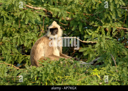 Grigio langurs, aka sacro, Indiano o Hanuman langurs sono scimmie del Vecchio Mondo nativo per il subcontinente indiano Bundala National Park, Sri Lanka Foto Stock