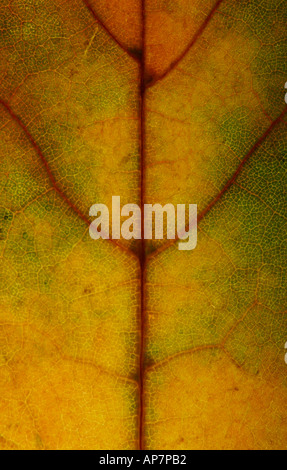 Autunnale di Foglia di acero - crop frame completo Foto Stock