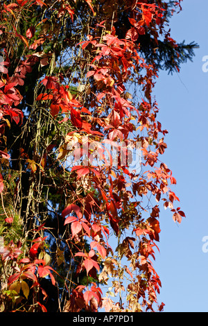 Foglie di noce contro il cielo blu Foto Stock
