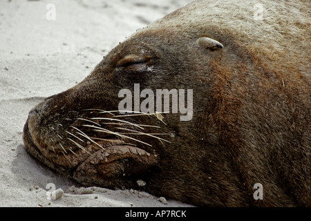 Bull leoni marini australiani,aka Australian sea-lion o sealion Australiano, Seal Bay Conservation Park, Kangaroo Island, South Australia, Australia Foto Stock