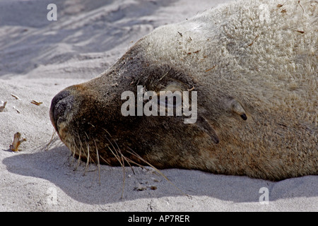 Bull leoni marini australiani,aka Australian sea-lion o sealion Australiano, Seal Bay Conservation Park, Kangaroo Island, South Australia, Australia Foto Stock