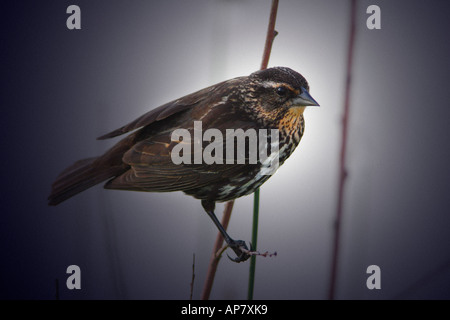 Femmina rosso winged blackbird agelaius phoenicus Northern Illinois stock photo 162 9600 femminile alato rosso blackbird femal parole chiave Foto Stock