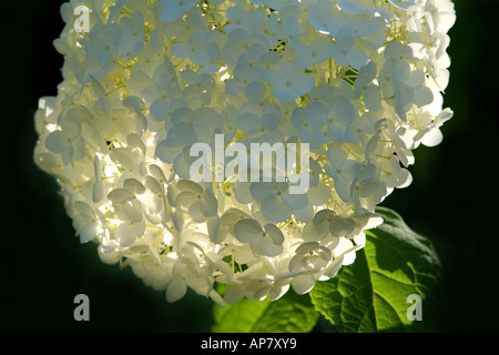 Hydrangea hydrangea arborescens anabelle hydrangeaceae canon 300mm f4 parole chiave ortensie fiore fiori piante vegetali giardino gar Foto Stock