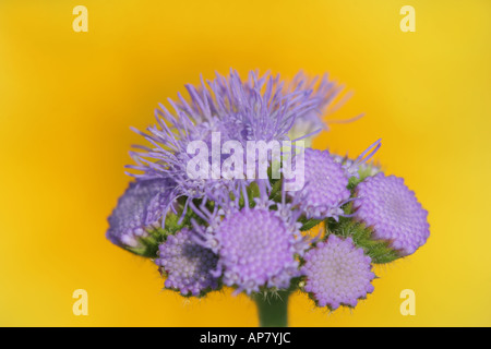 Fiore di filo interdentale blue horizon ageratum houstonianum asteraceae p parole chiave fiore di filo interdentale blue horizon ageratum houstonianum blue flos Foto Stock