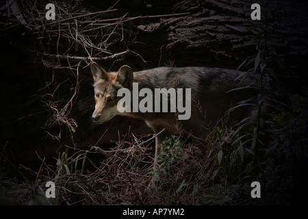 Messicano lupo grigio p parole chiave messicano lupo grigio lupi canine mammifero predator fauna selvatica fauna lupo mannaro pericolo dange Foto Stock