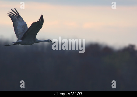 Sandhill gru Grus canadensis in volo di migrazione jasper pulaski membro pesce e area faunistica indiana settentrionale p sandh parole chiave Foto Stock
