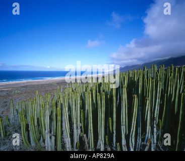 Angolo di alta vista di cactus sulla spiaggia, Isole Canarie, Spagna, Europa Foto Stock