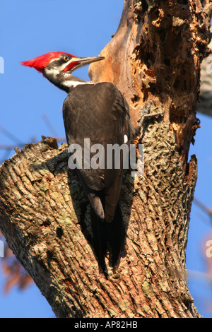Picchio pileated dryocopus pileatus Cumberland Island National Seashore georgia p parole chiave picchio pileated dryocopus pila Foto Stock