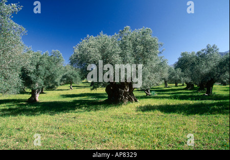 Alberi di olivo in un campo, isola delle Baleari, Maiorca, SPAGNA Foto Stock