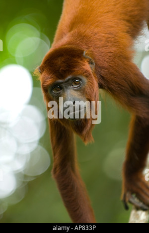 RED scimmia urlatrice Alouatta Alouatta captive Foto Stock