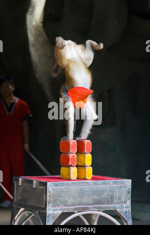 O di Guangxi Macaca Mulatta Monkey Monkey Island Isola di Hainan in Cina Foto Stock