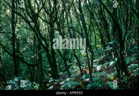 Alberi in foresta, Parco Nazionale di Garajonay, La Gomera, isole Canarie, Spagna Foto Stock