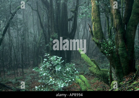 Alberi in foresta, Parco Nazionale di Garajonay, La Gomera, isole Canarie, Spagna Foto Stock